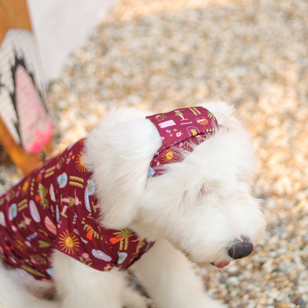CLAWSET Studio | Hawaii's Calling! -Pet Hat- Maroon