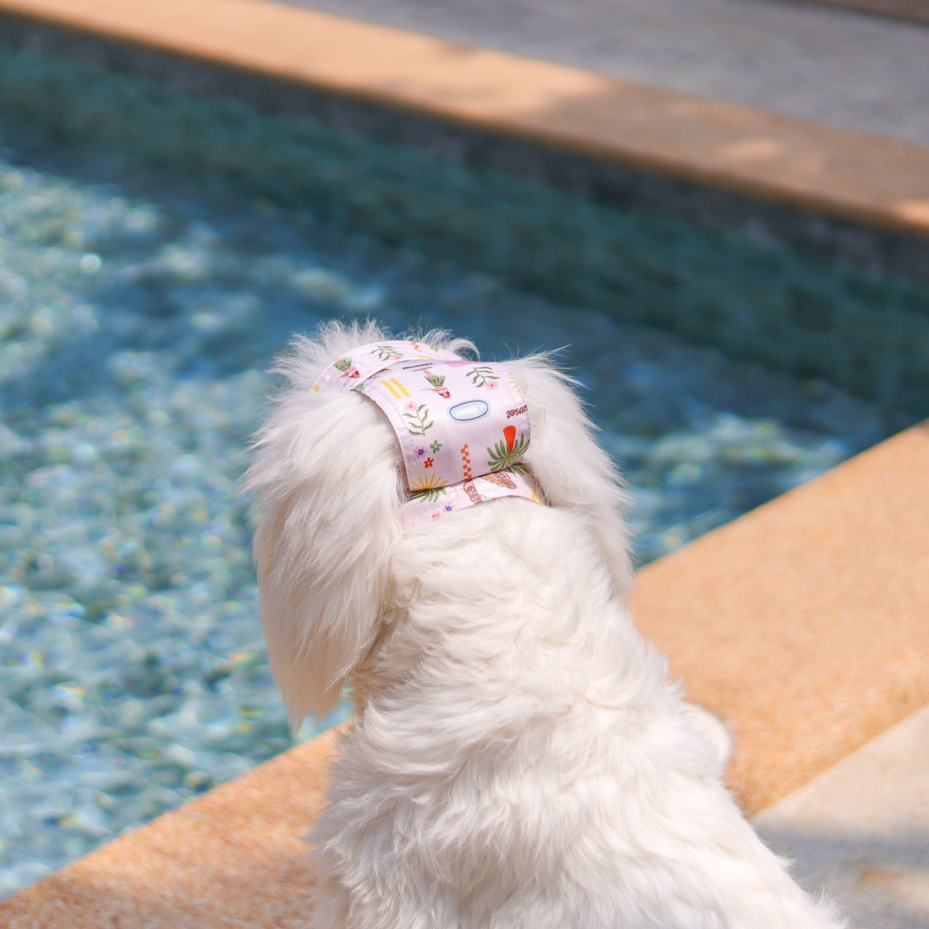 CLAWSET Studio | Hawaii's Calling! -Pet Hat- Sand