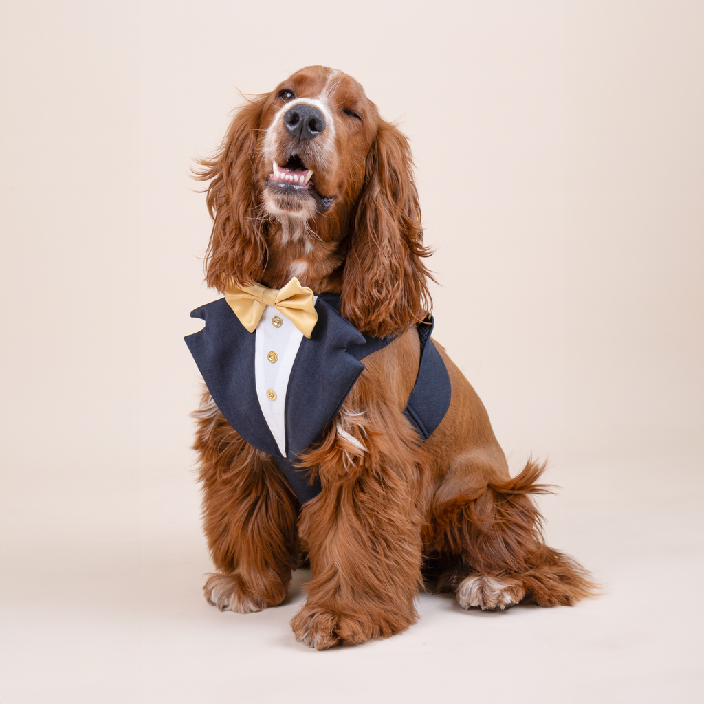 CLAWSET Studio | Bride & Groom Harness Set - Groom - Blue