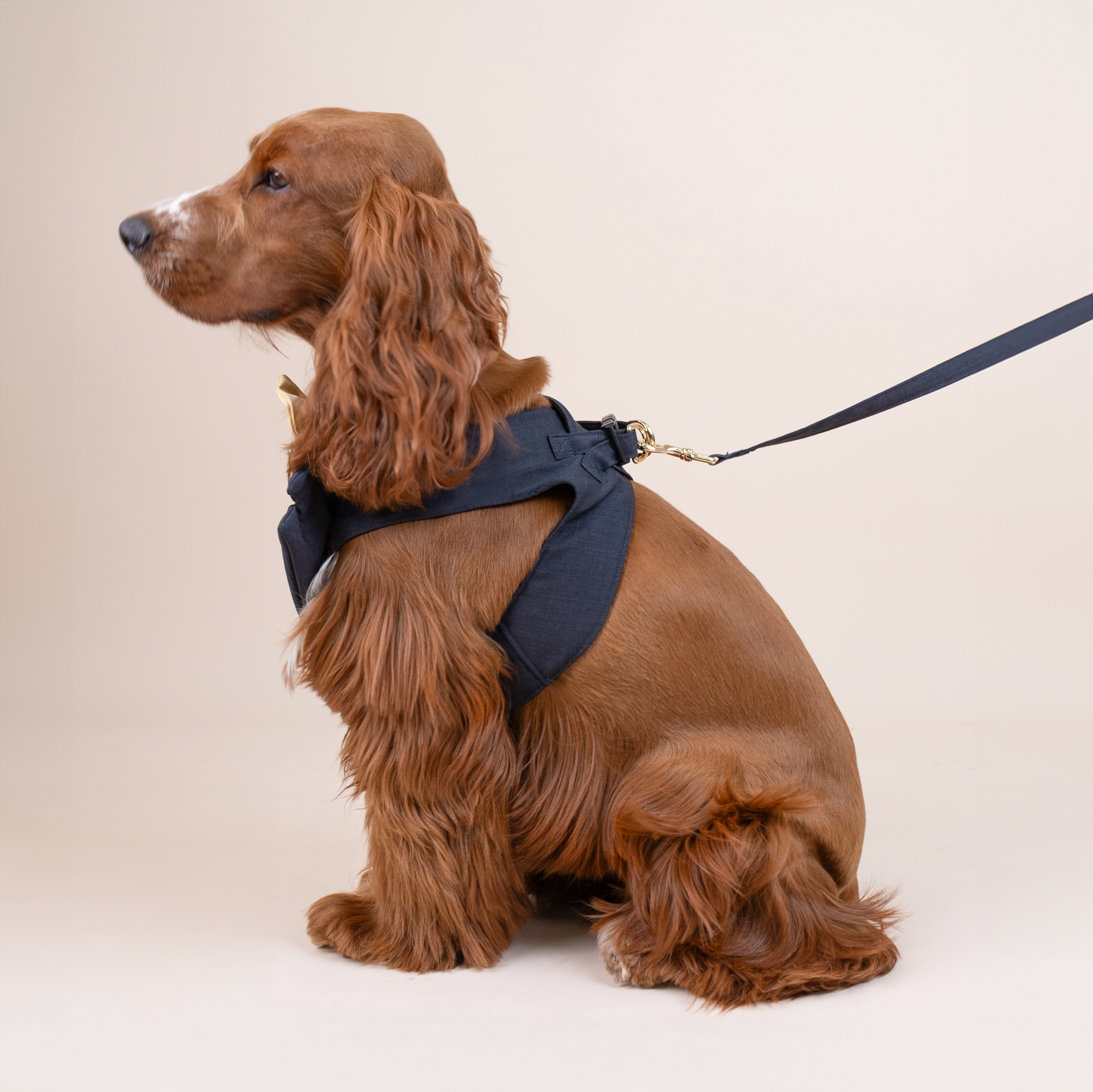 CLAWSET Studio | Bride & Groom Harness Set - Groom - Blue