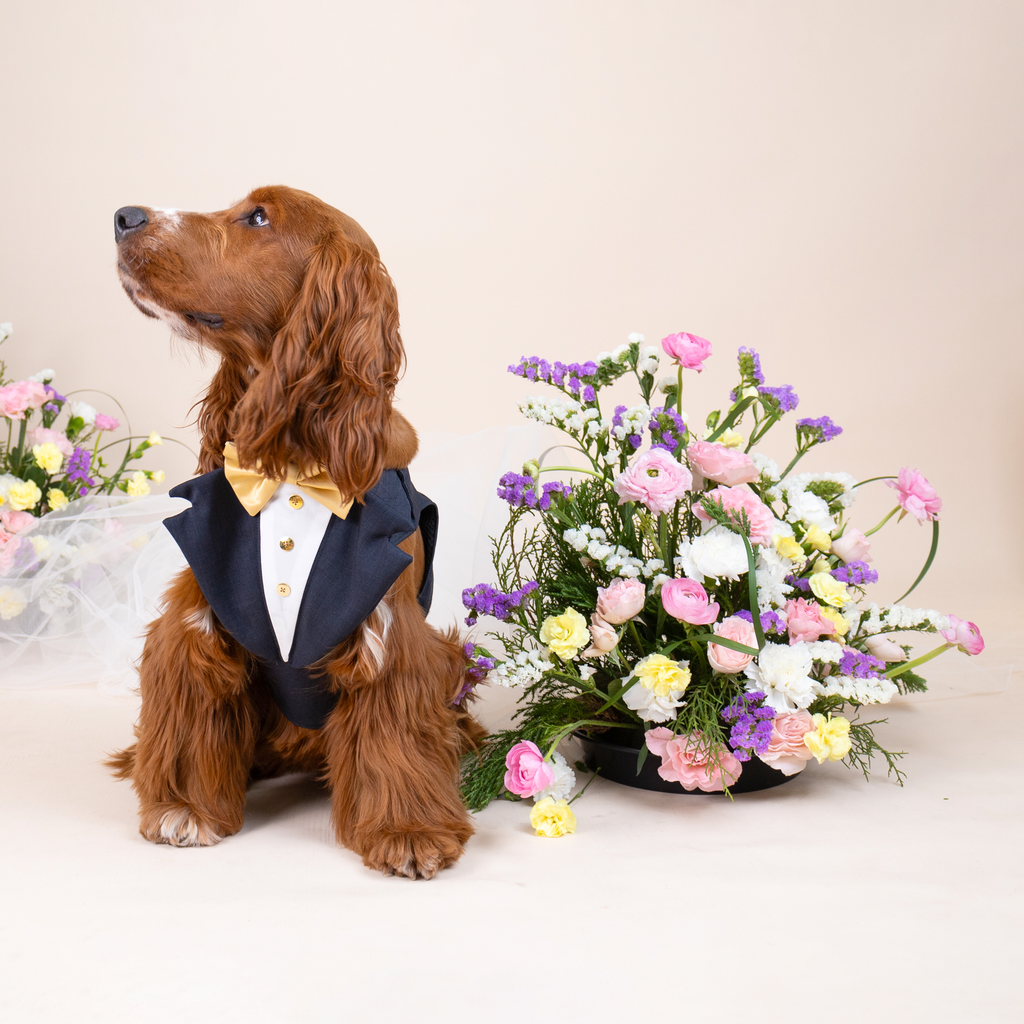 CLAWSET Studio | Bride & Groom Harness Set - Groom - Blue