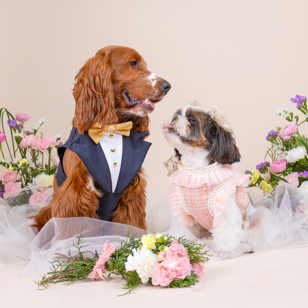 CLAWSET Studio | Bride & Groom Harness Set - Groom - Blue