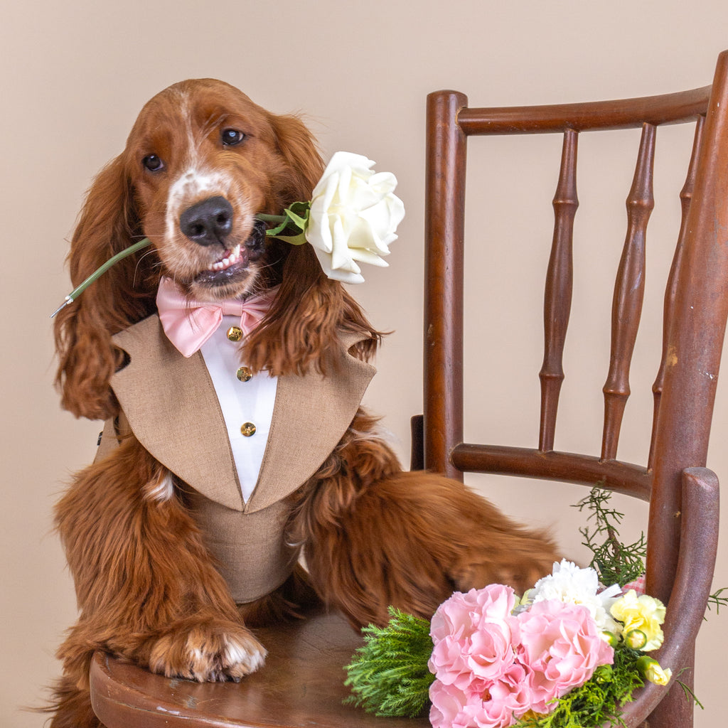 CLAWSET Studio | Bride & Groom Harness Set - Groom - Brown