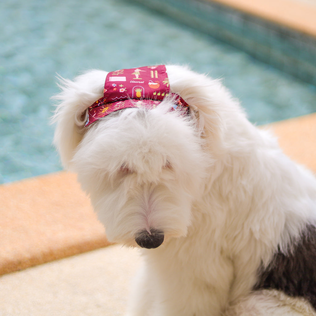 CLAWSET Studio | Hawaii's Calling! -Pet Hat- Maroon