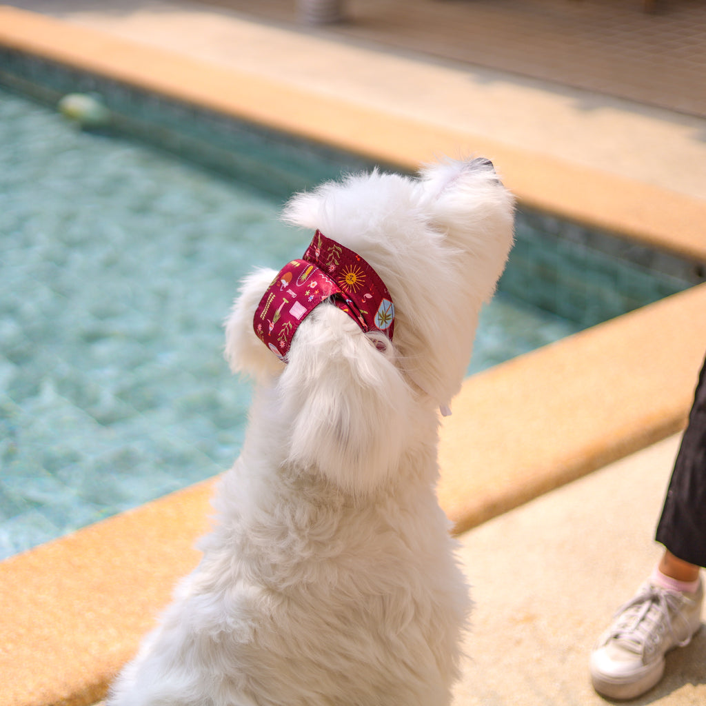 CLAWSET Studio | Hawaii's Calling! -Pet Hat- Maroon