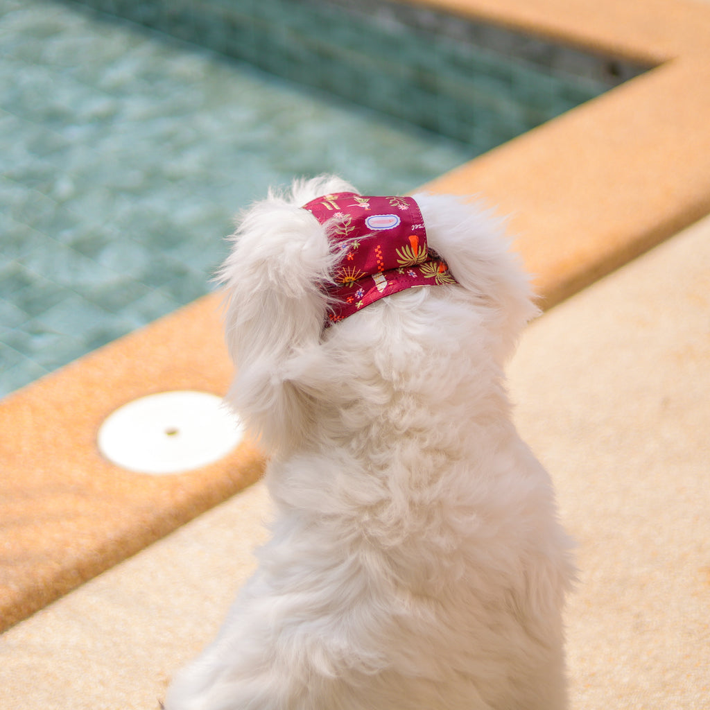 CLAWSET Studio | Hawaii's Calling! -Pet Hat- Maroon