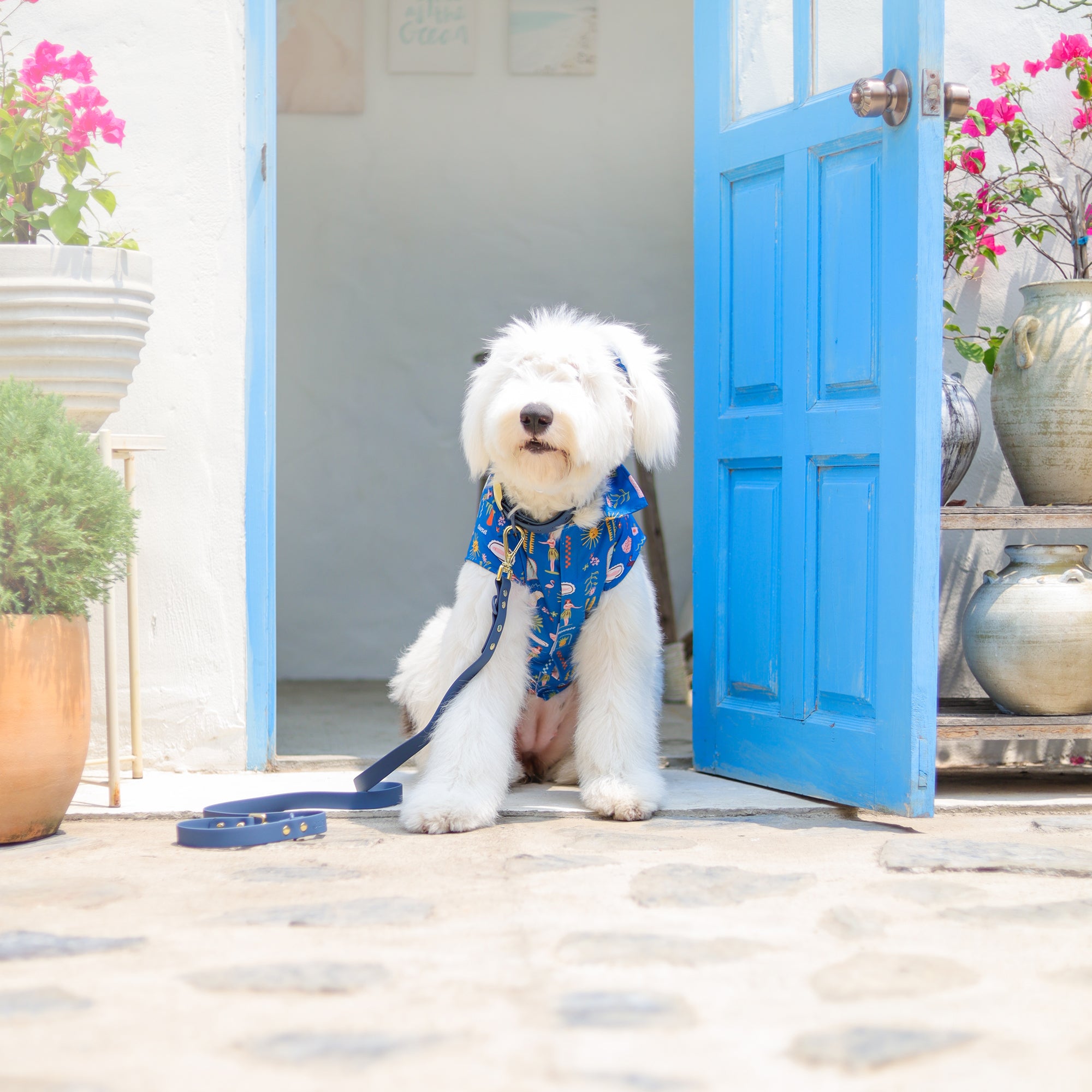 CLAWSET Studio | Hawaii's Calling! -Pet Shirt- Harbour