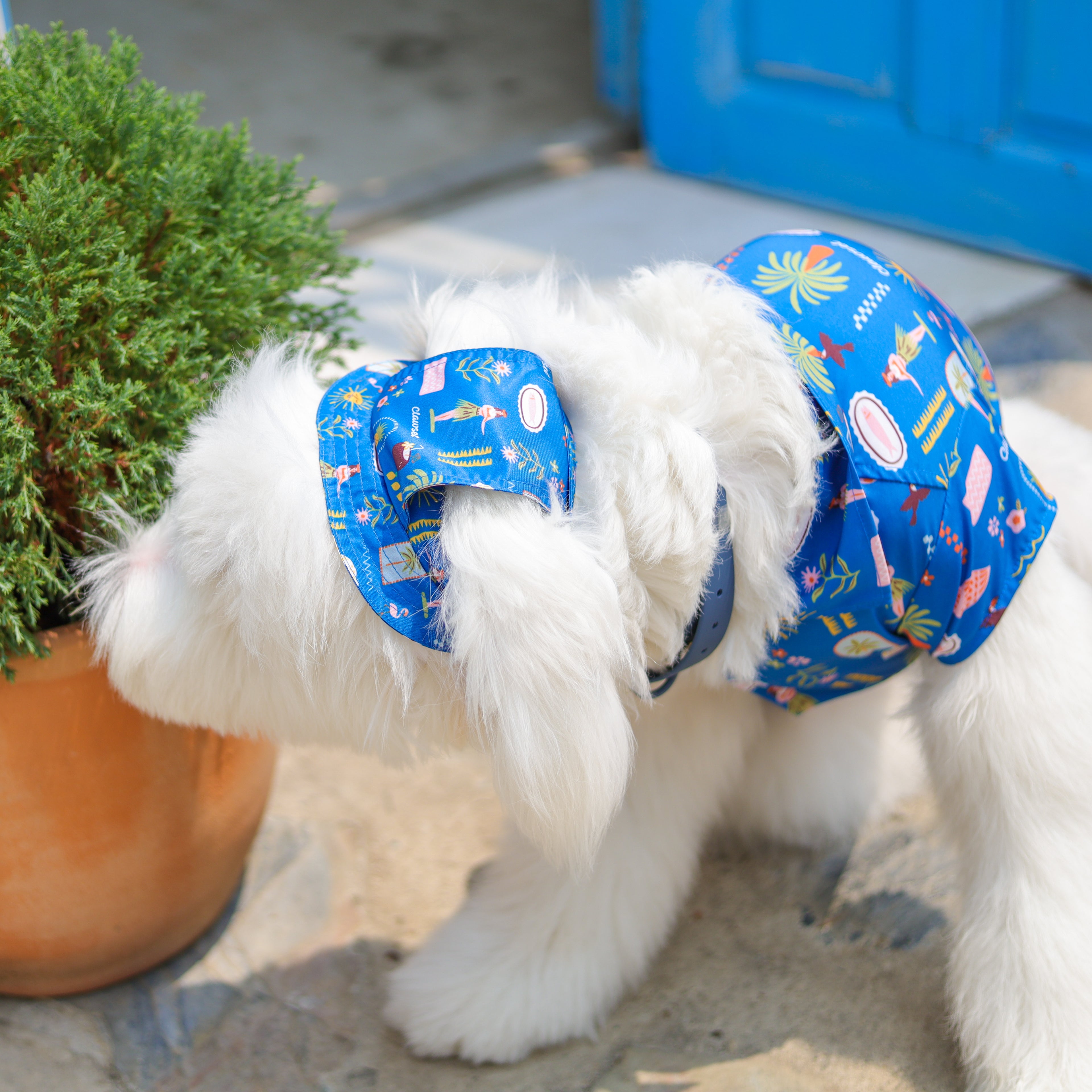 CLAWSET Studio |Hawaii's Calling -Pet Hat- Harbour