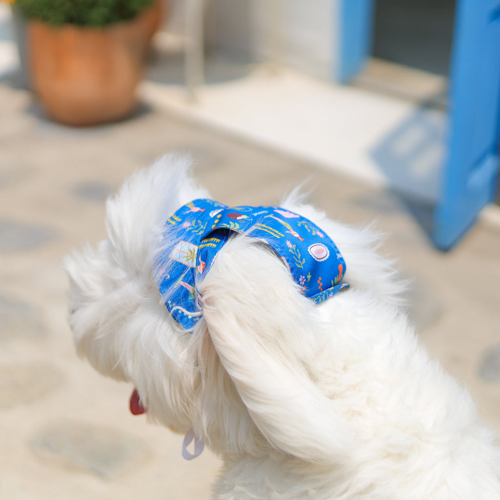 CLAWSET Studio |Hawaii's Calling -Pet Hat- Harbour