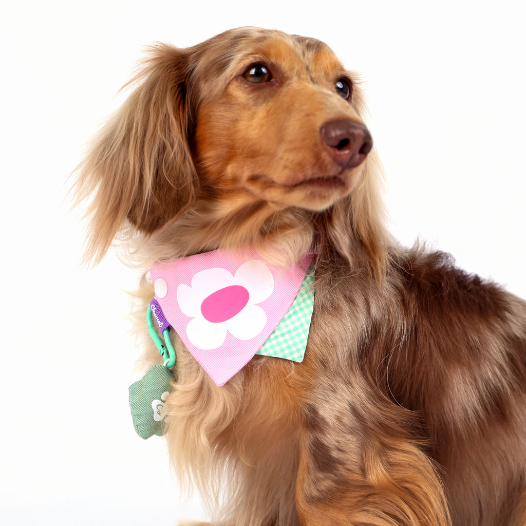 CLAWSET Studio® Picnic Bloom | Bandana Collar - Pink Daisy