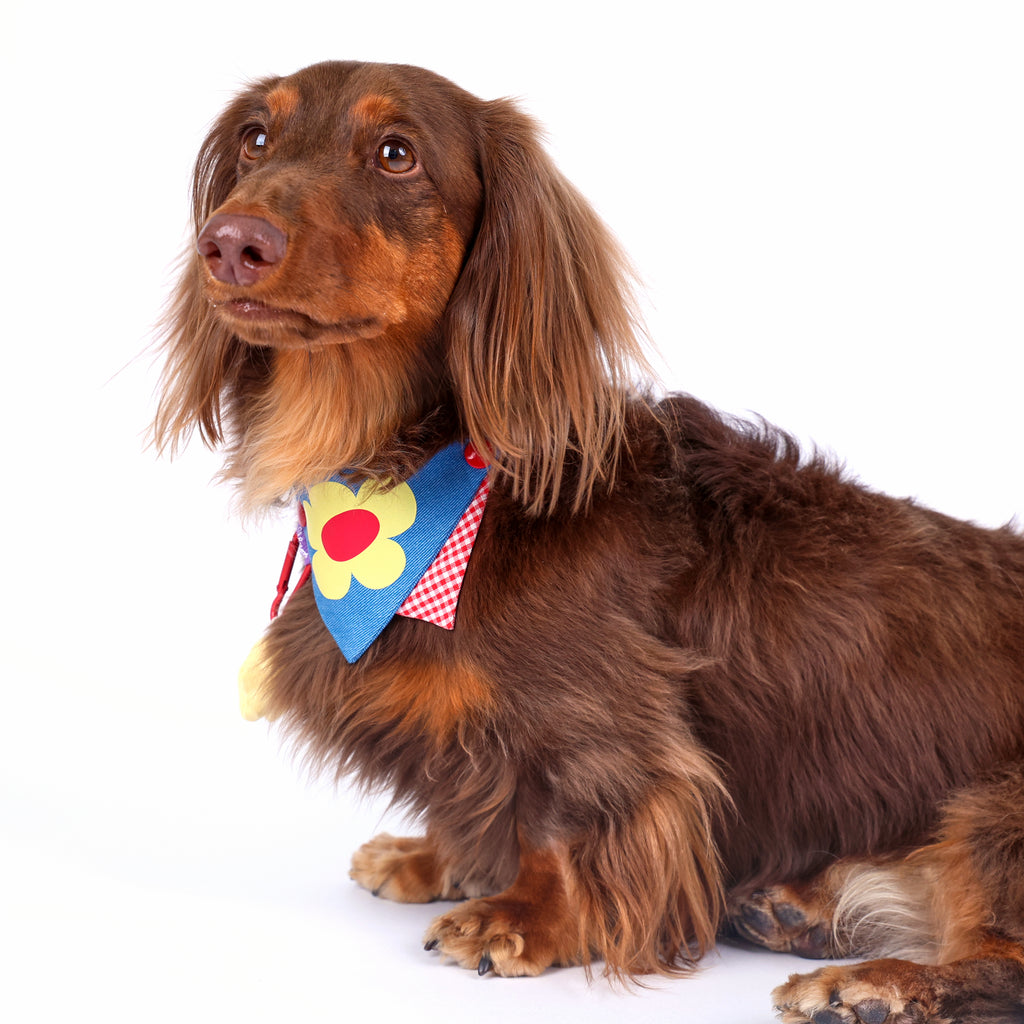 CLAWSET Studio® Picnic Bloom | Bandana Collar - Navy