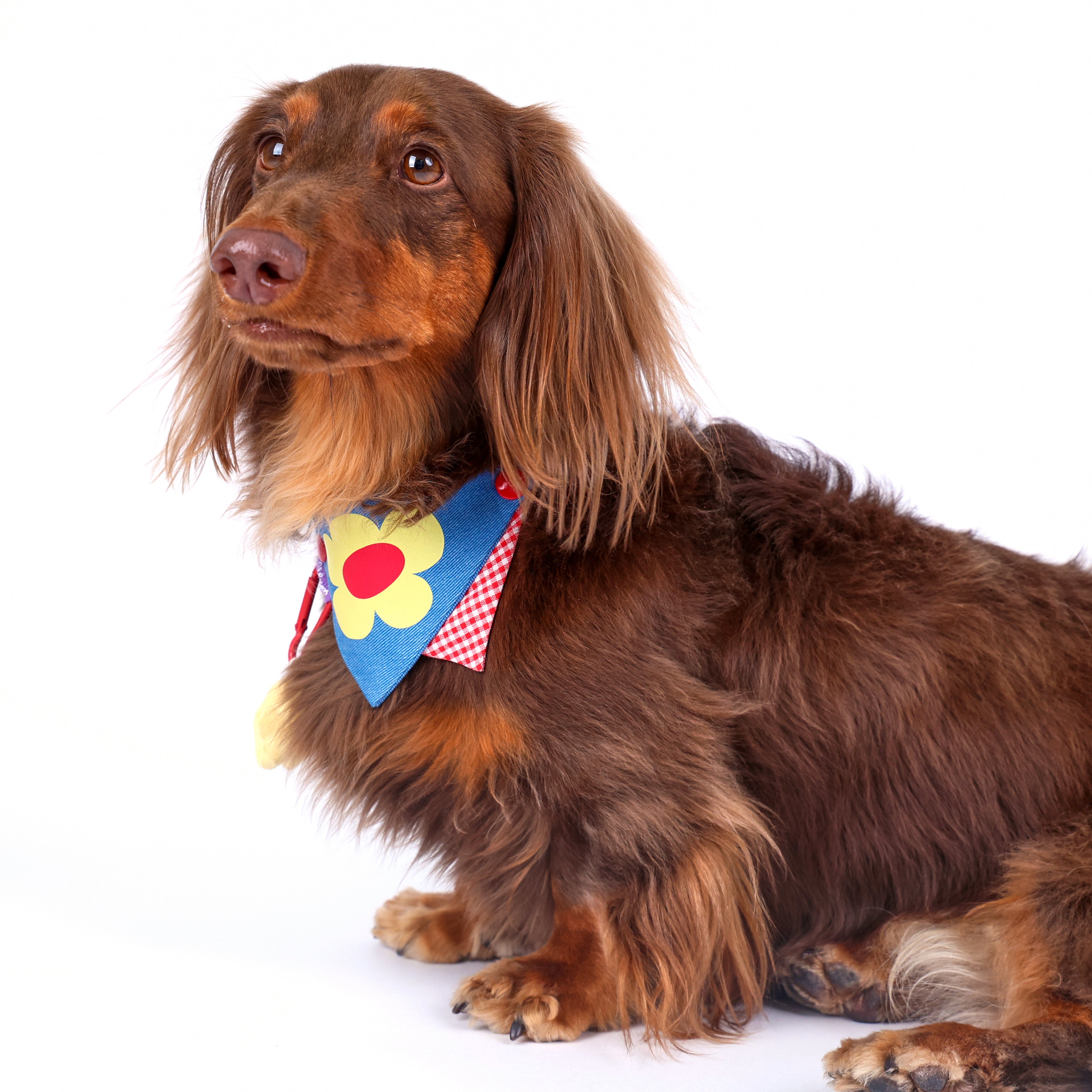CLAWSET Studio® Picnic Bloom | Bandana Collar - Navy
