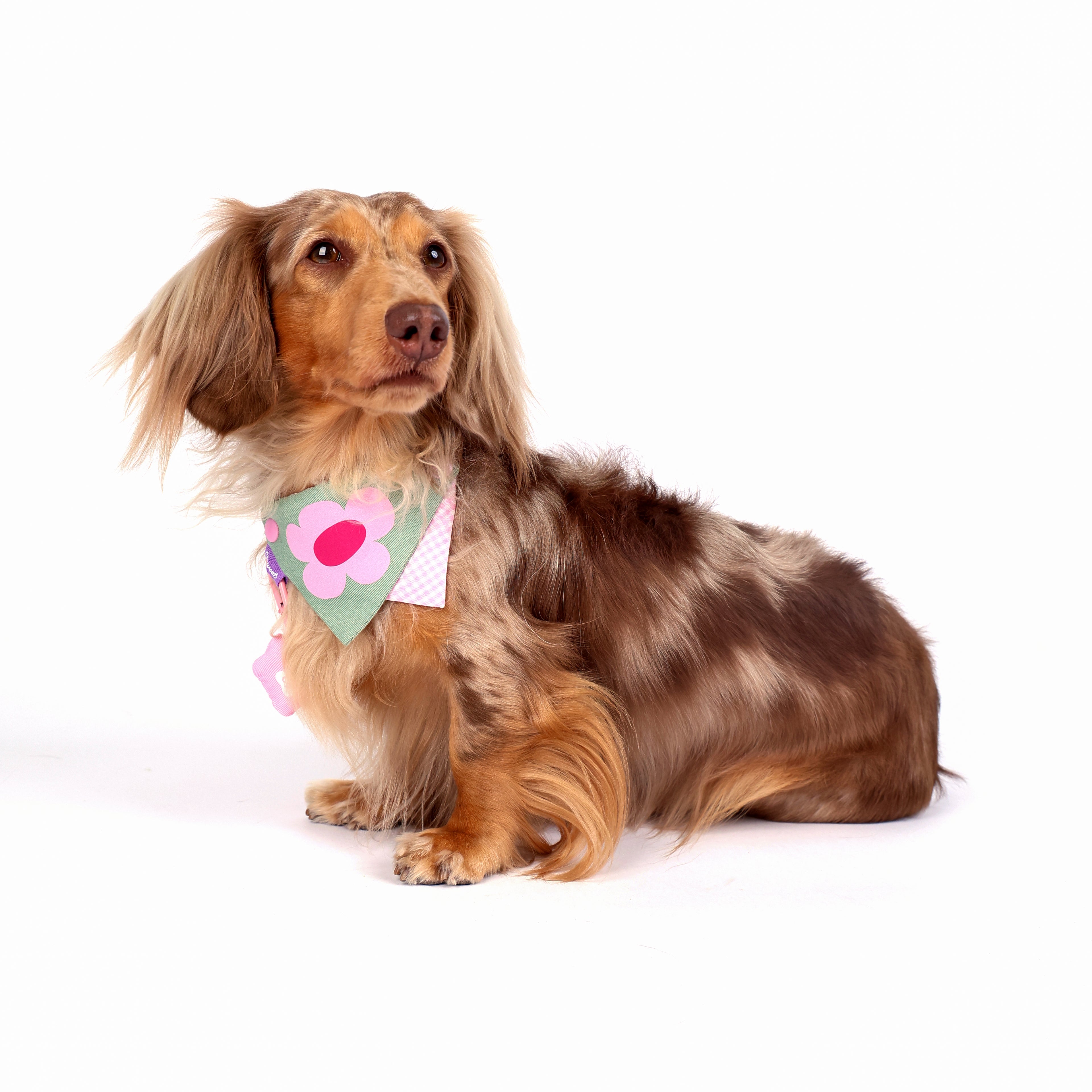 CLAWSET Studio® Picnic Bloom | Bandana Collar - Sage Floral