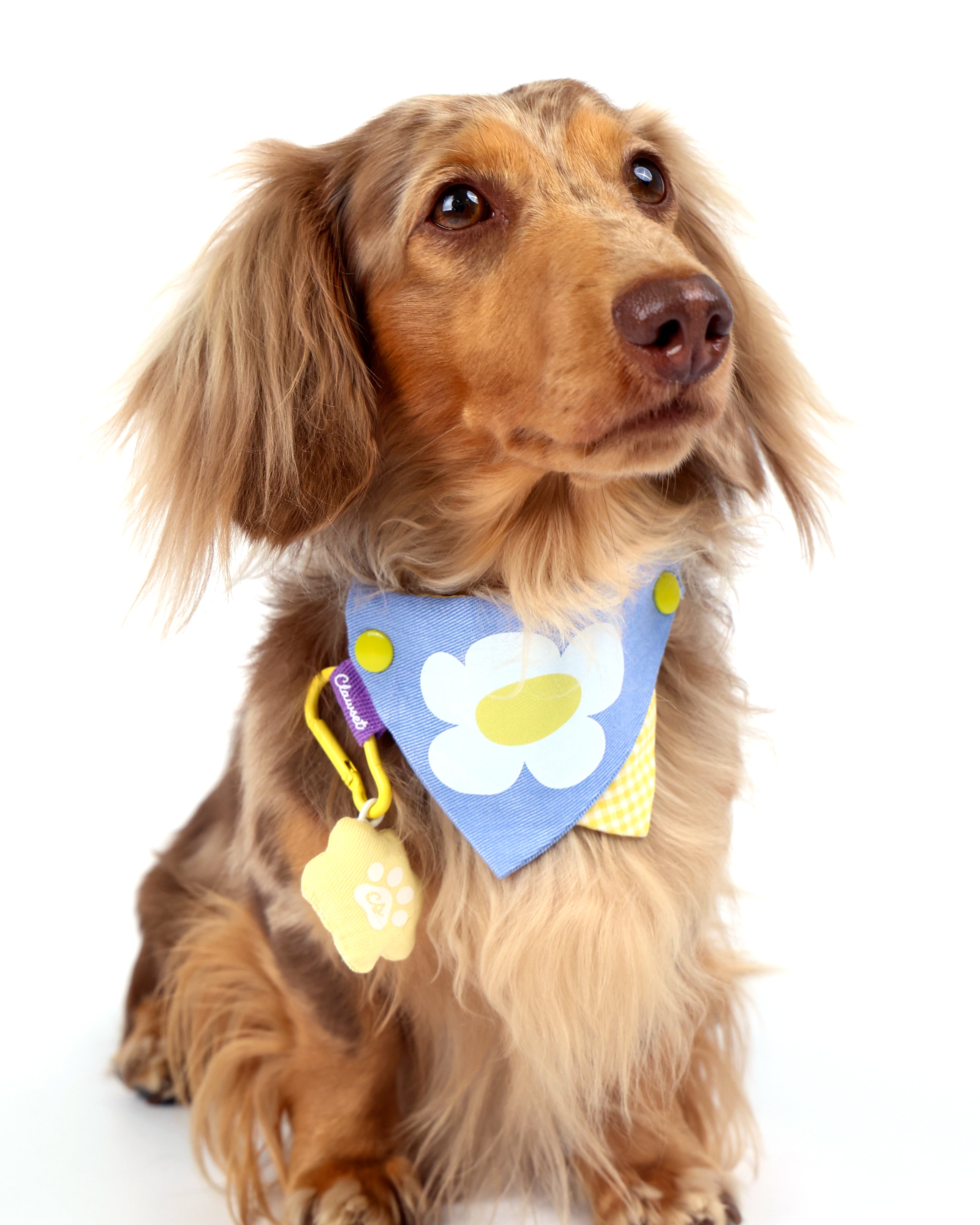 CLAWSET Studio® Picnic Bloom | Bandana Collar - Blue Daisy