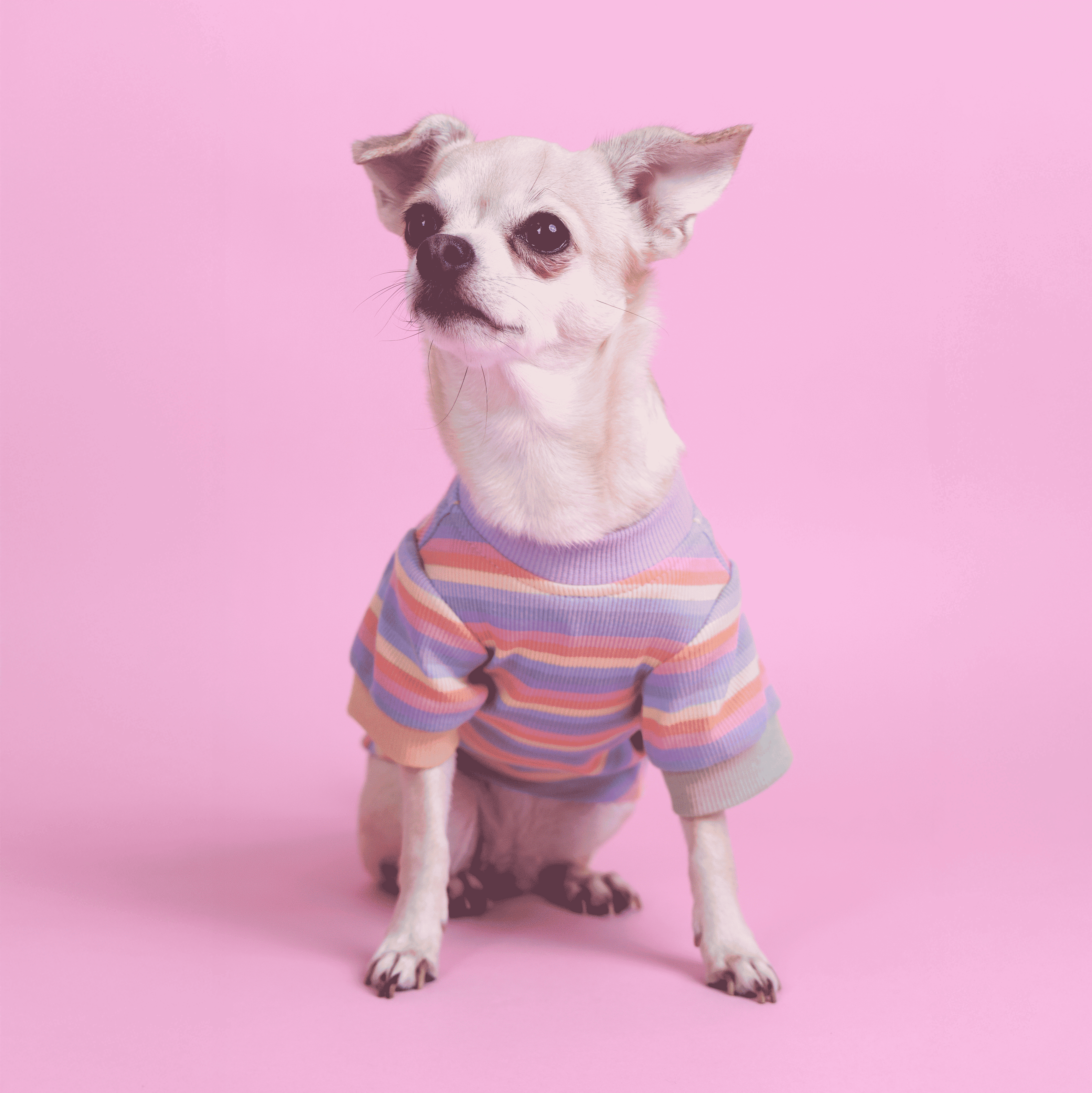 CLAWSET Studio® | Pride Collection - Happy Rainbow - BOY