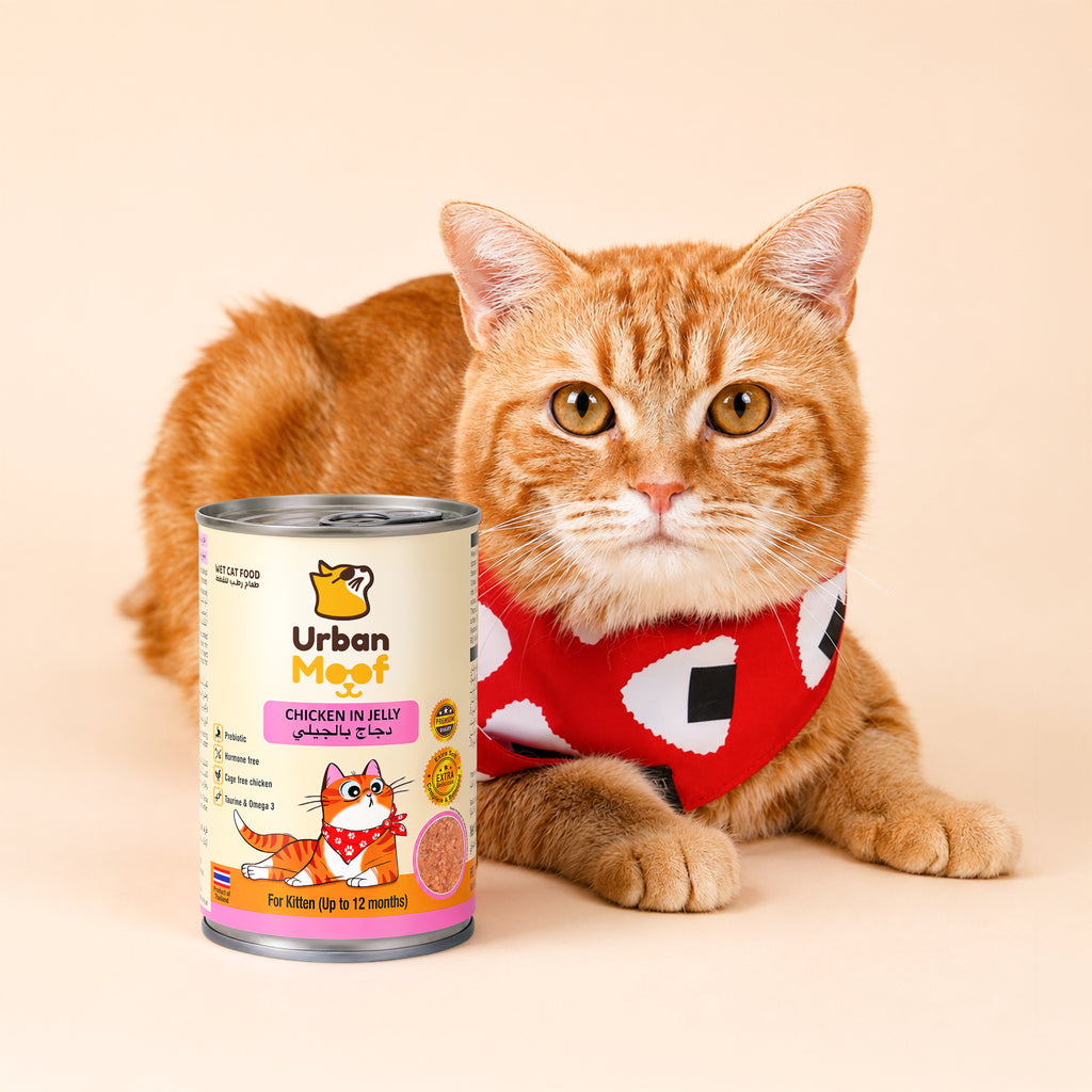 URBAN MOOF | WET CAT FOOD -  CHICKEN IN JELLY FOR KITTEN