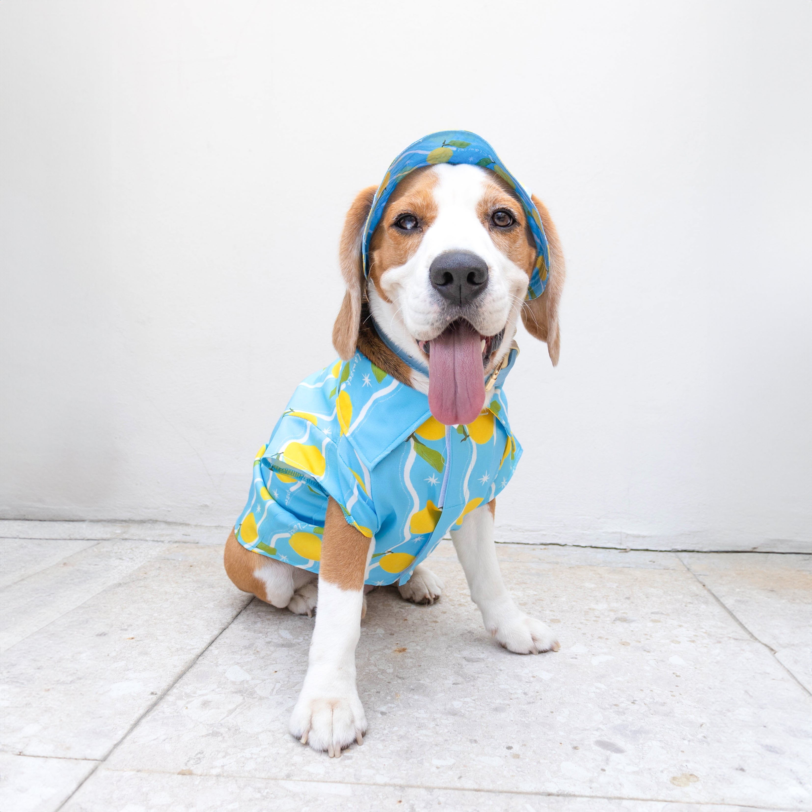 CLAWSET Studio | Italian Summer -Pet Hat- Lemon