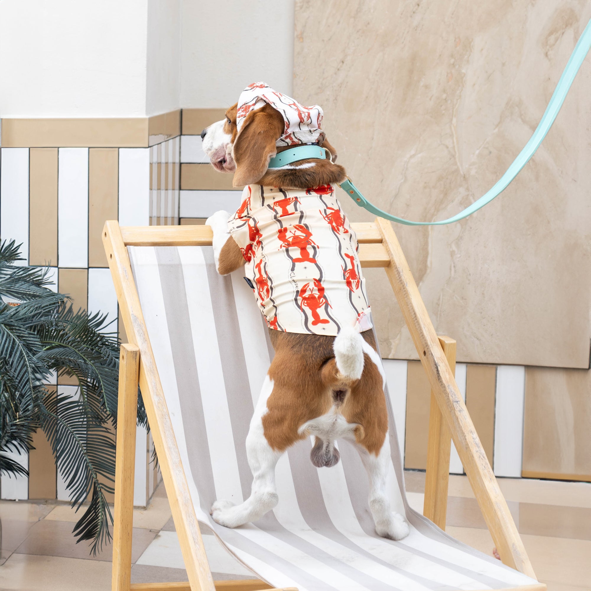 CLAWSET Studio | Italian Summer -Pet Hat- Lobster