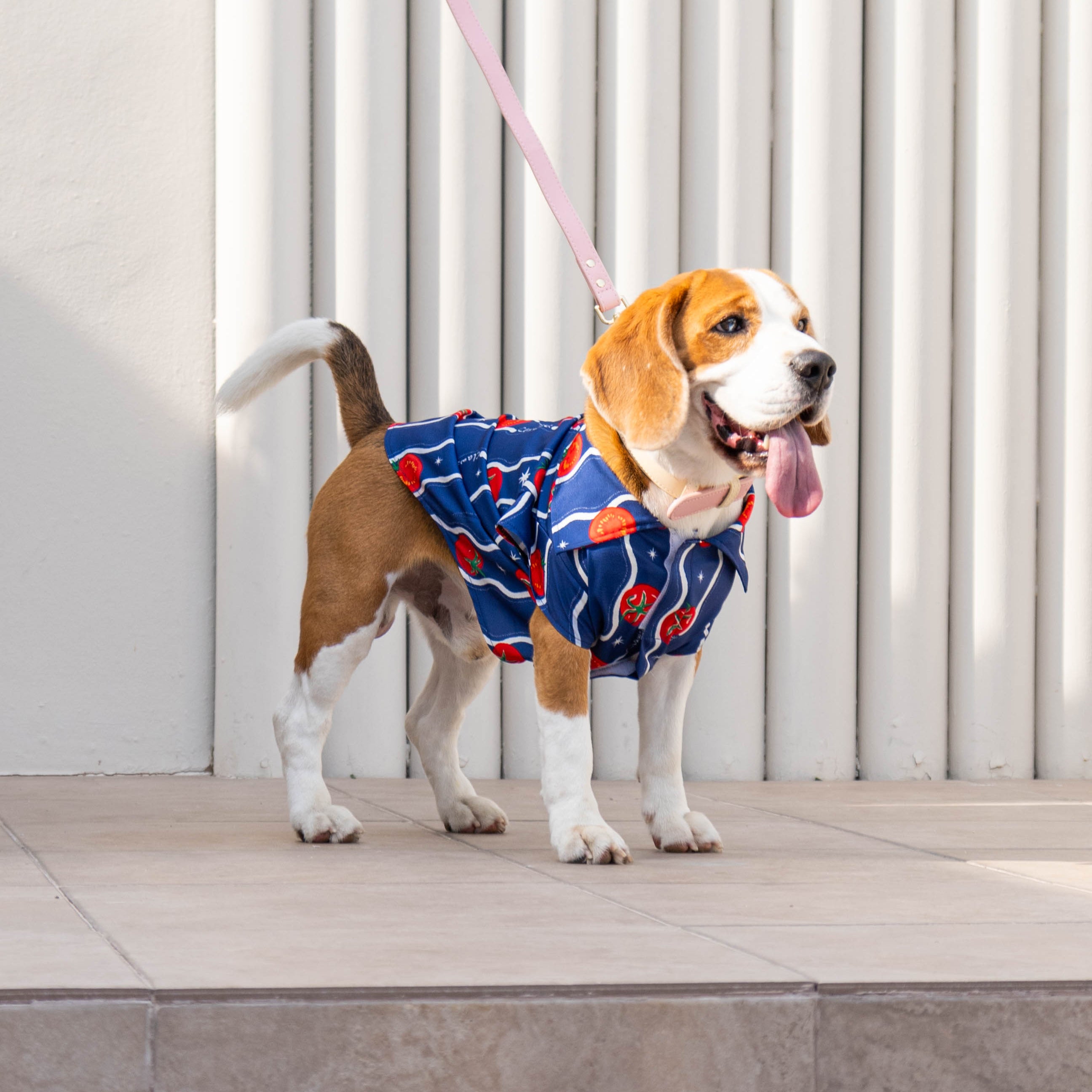 CLAWSET Studio | Italian Summer -Pet Shirt- Tomato