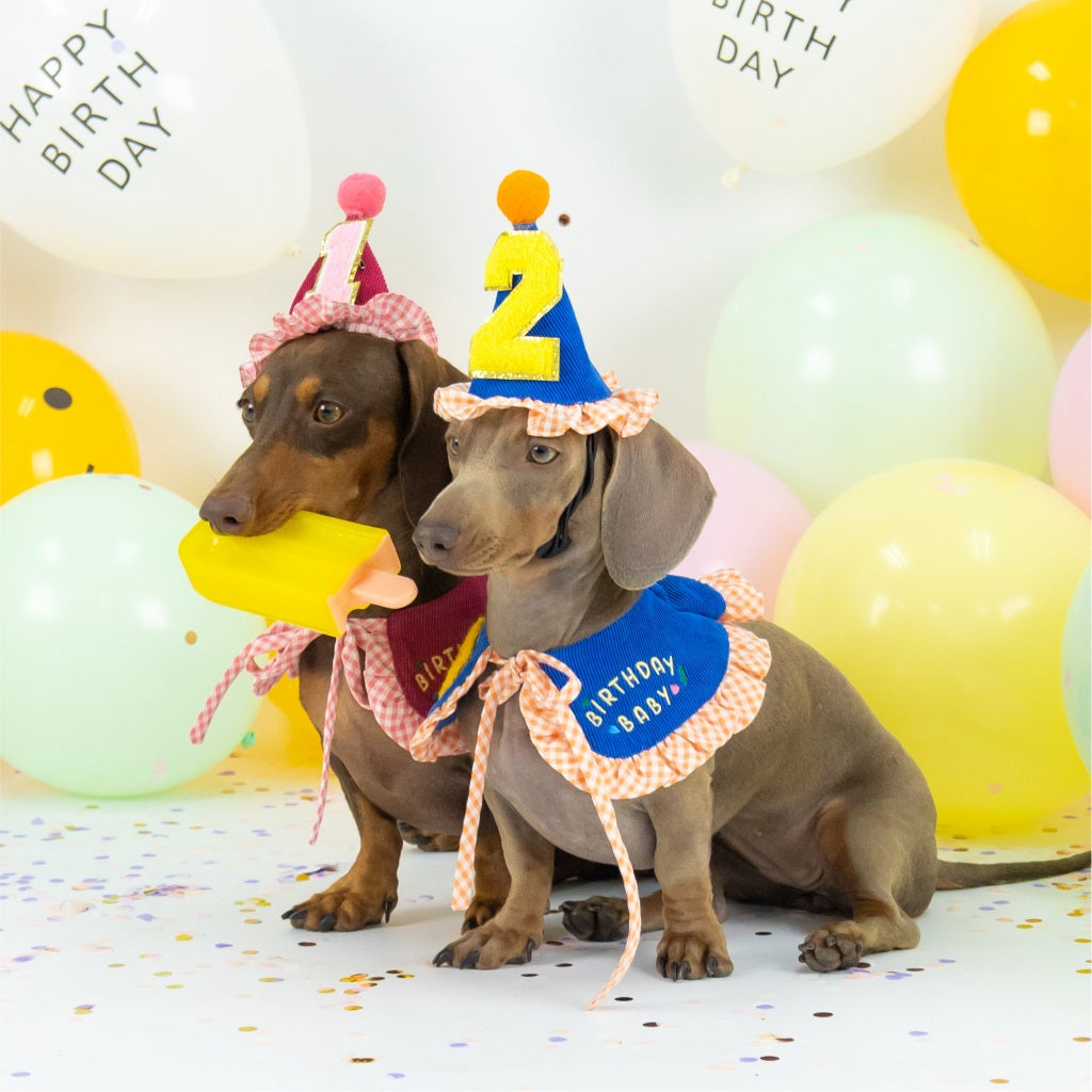 CLAWSET Studio | Birthday Collection - Birthday Baby Collar -Blue