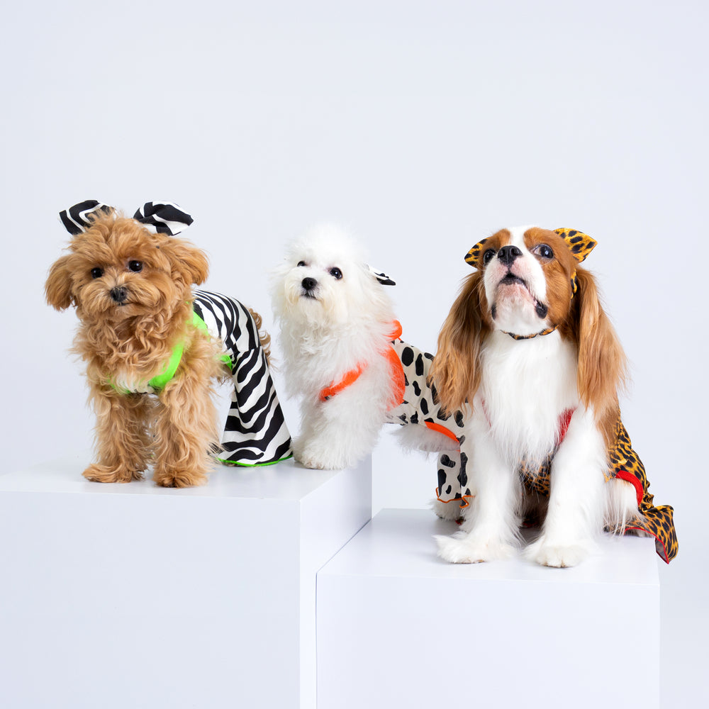 CLAWSET Studio® | Party Animal - Leopard