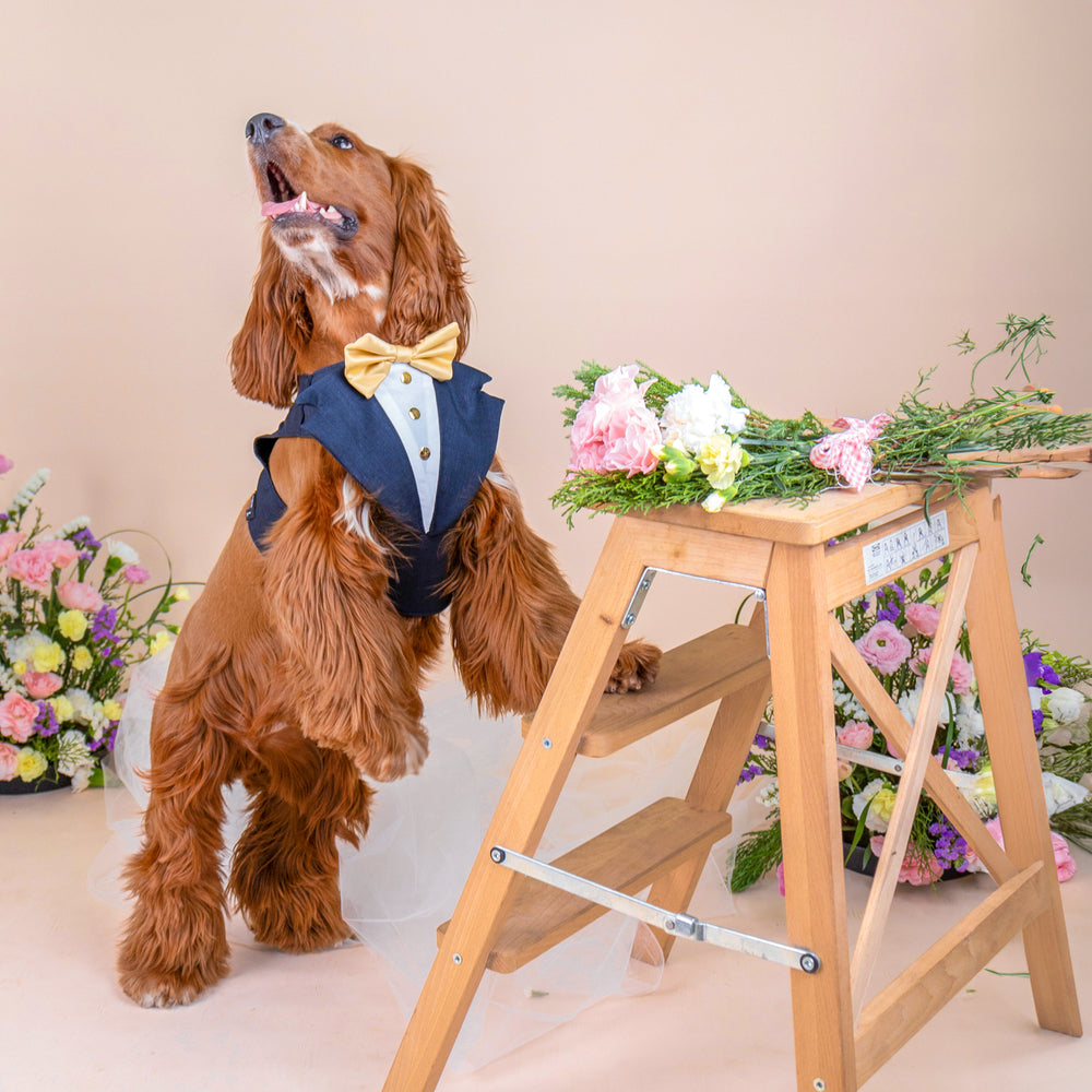 CLAWSET Studio | Bride & Groom Harness Set - Groom - Blue