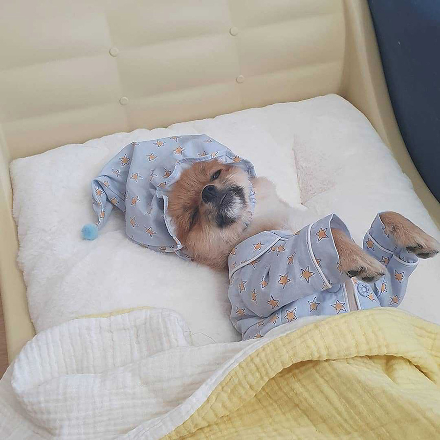 BP1716-cute-star-pajamas-dog