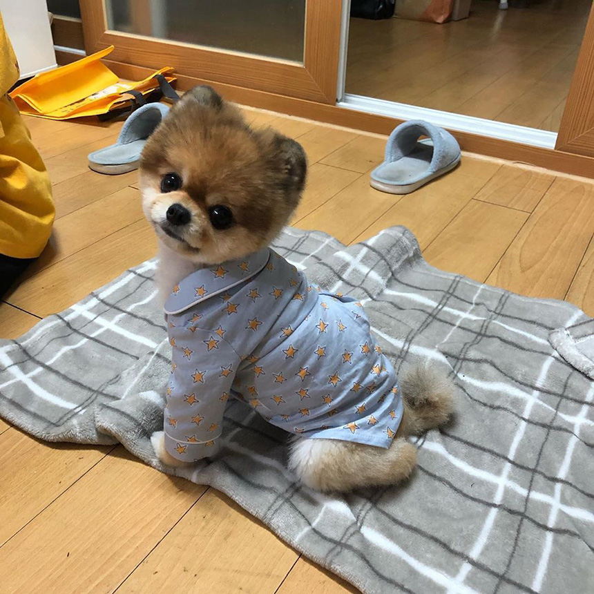 BP1716-cute-star-pajamas-dog