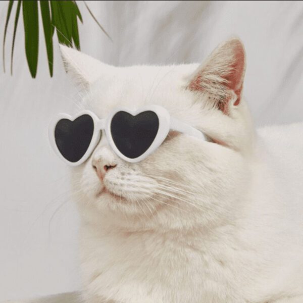 BP1717-beauty-fasion-glasses-cat
