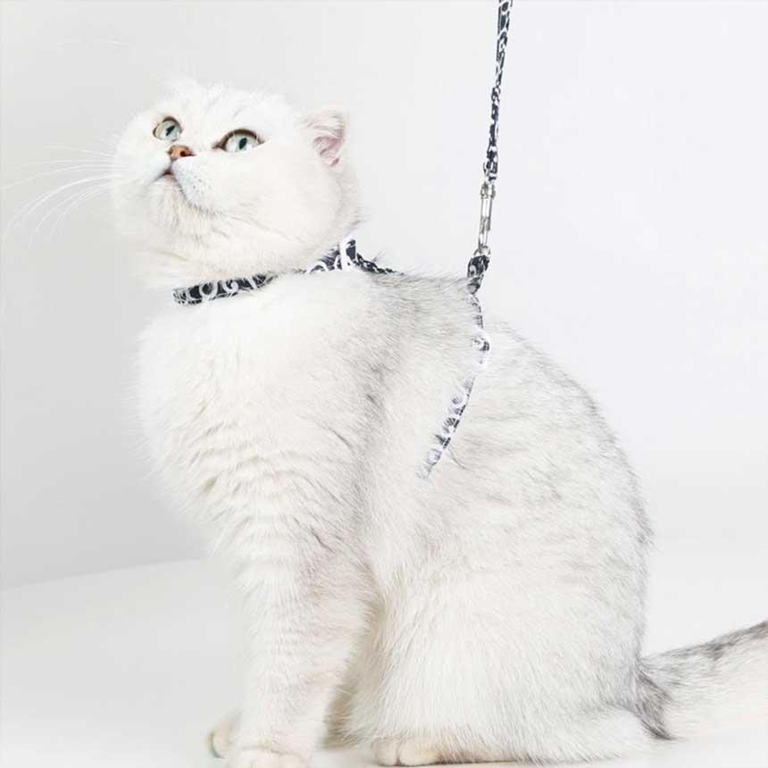 SHL-13-japanese-h-harness-for-cat