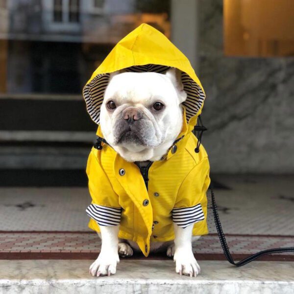 BP1046-yellow-dog-raincoat