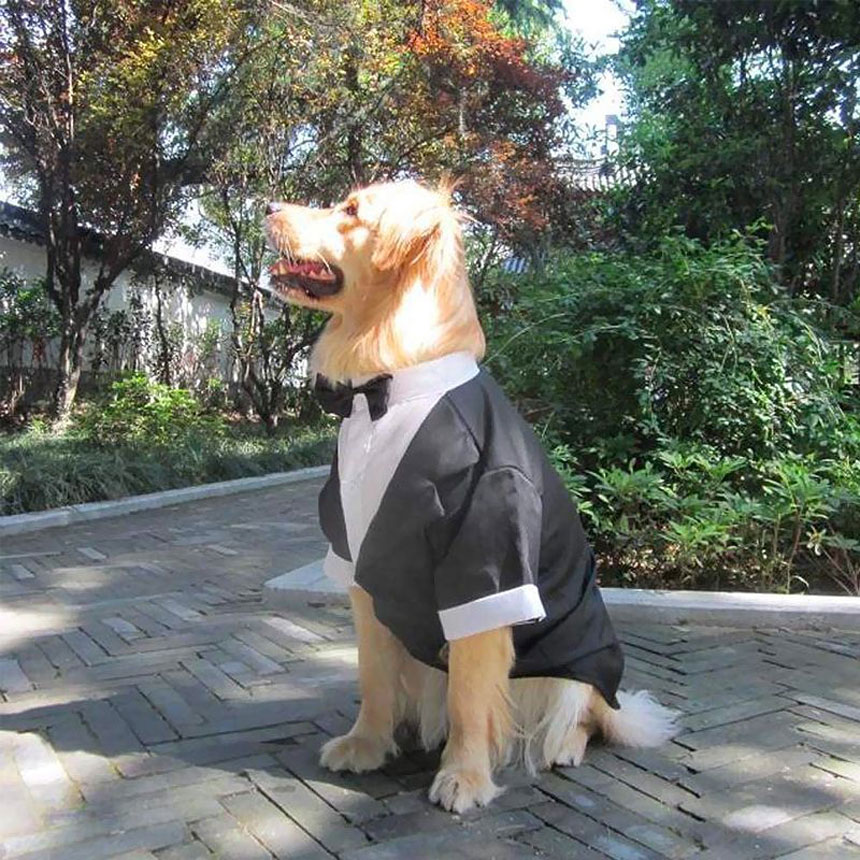 BP1077-tuxedog-suit