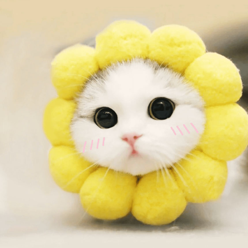 BP1540-01-sunflower-cat-collar