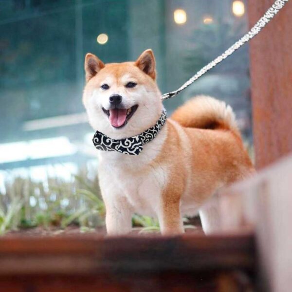 SCL-03-fashion-japan-leash-dog