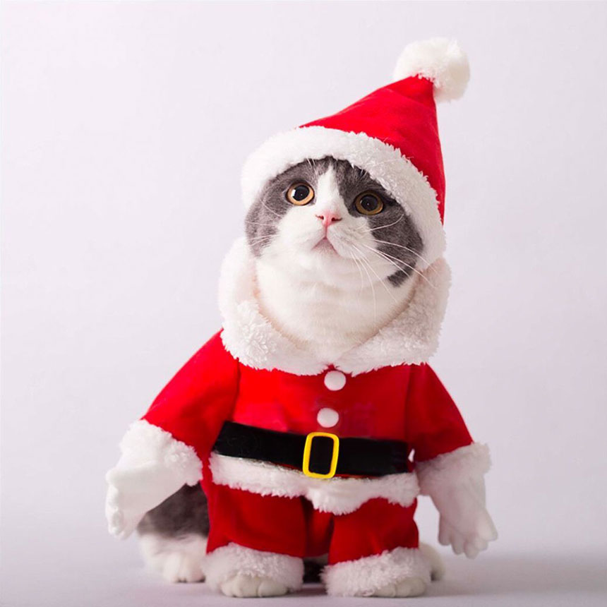 SCS-24-mr-santa-costume-dogcat