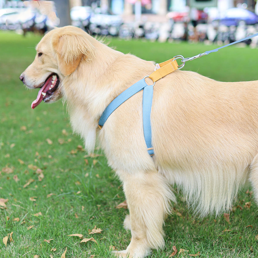 SHL-03-funny-harness-leash-dog