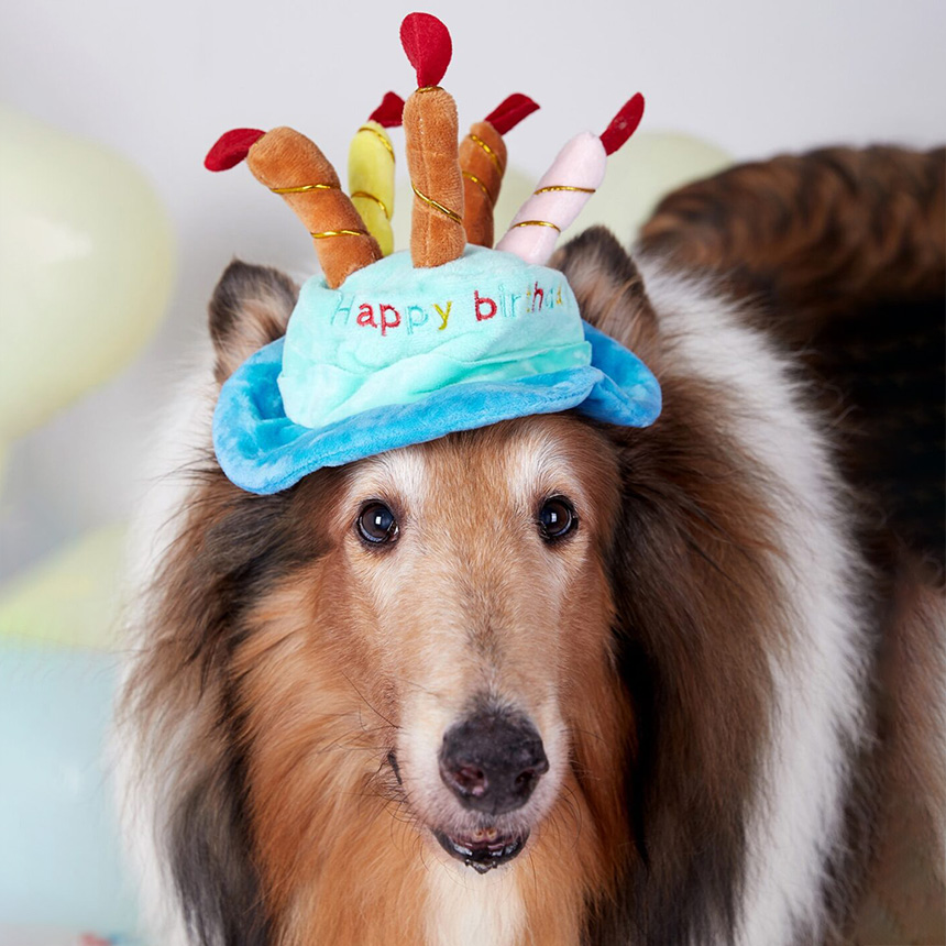 SHA-65-000D-pet-hat-birthday-party