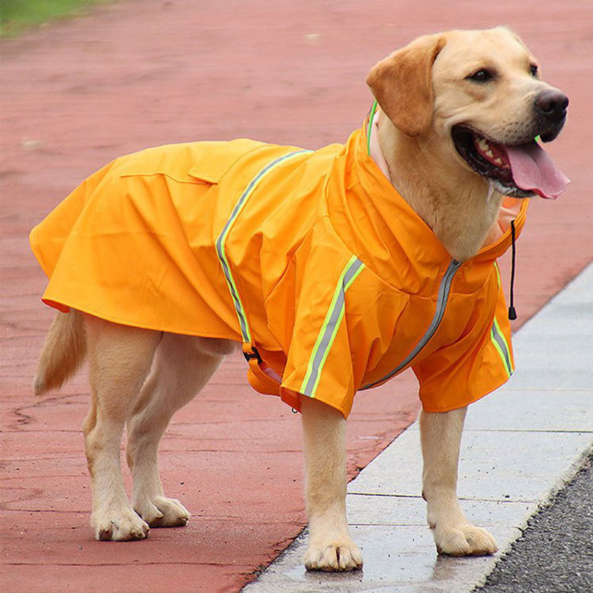 SRC-04-big-dog-raincoat