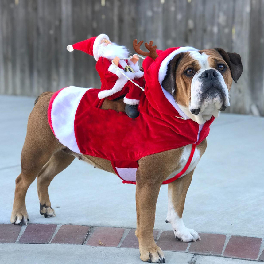 SCS-39-sending-gift-santa-costume-for-pet