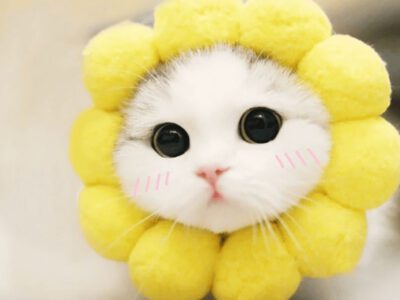 ปลอกคอกันเลียแมว