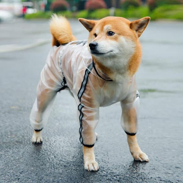เสื้อกันฝนน้องหมา