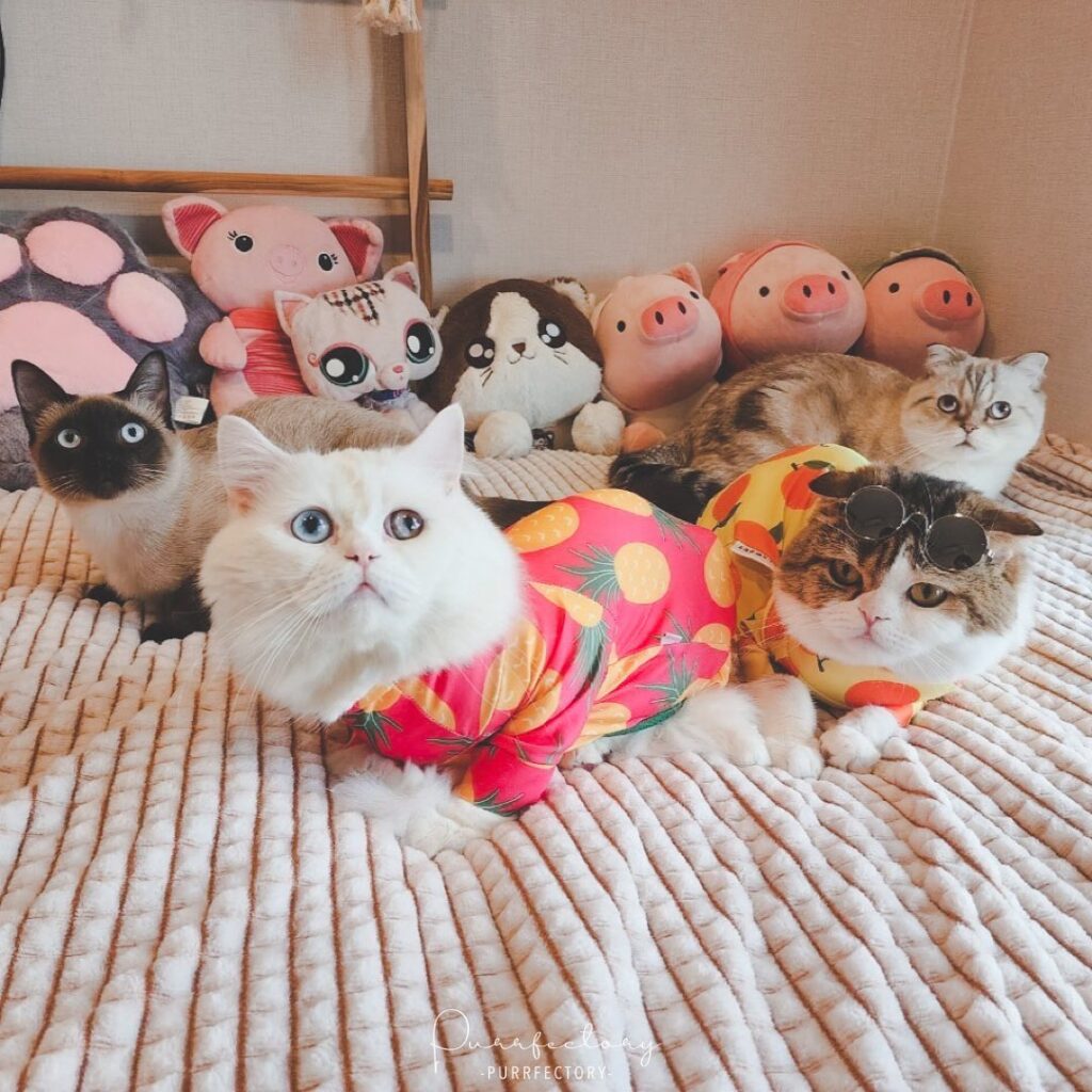 กันขนร่วงแมว