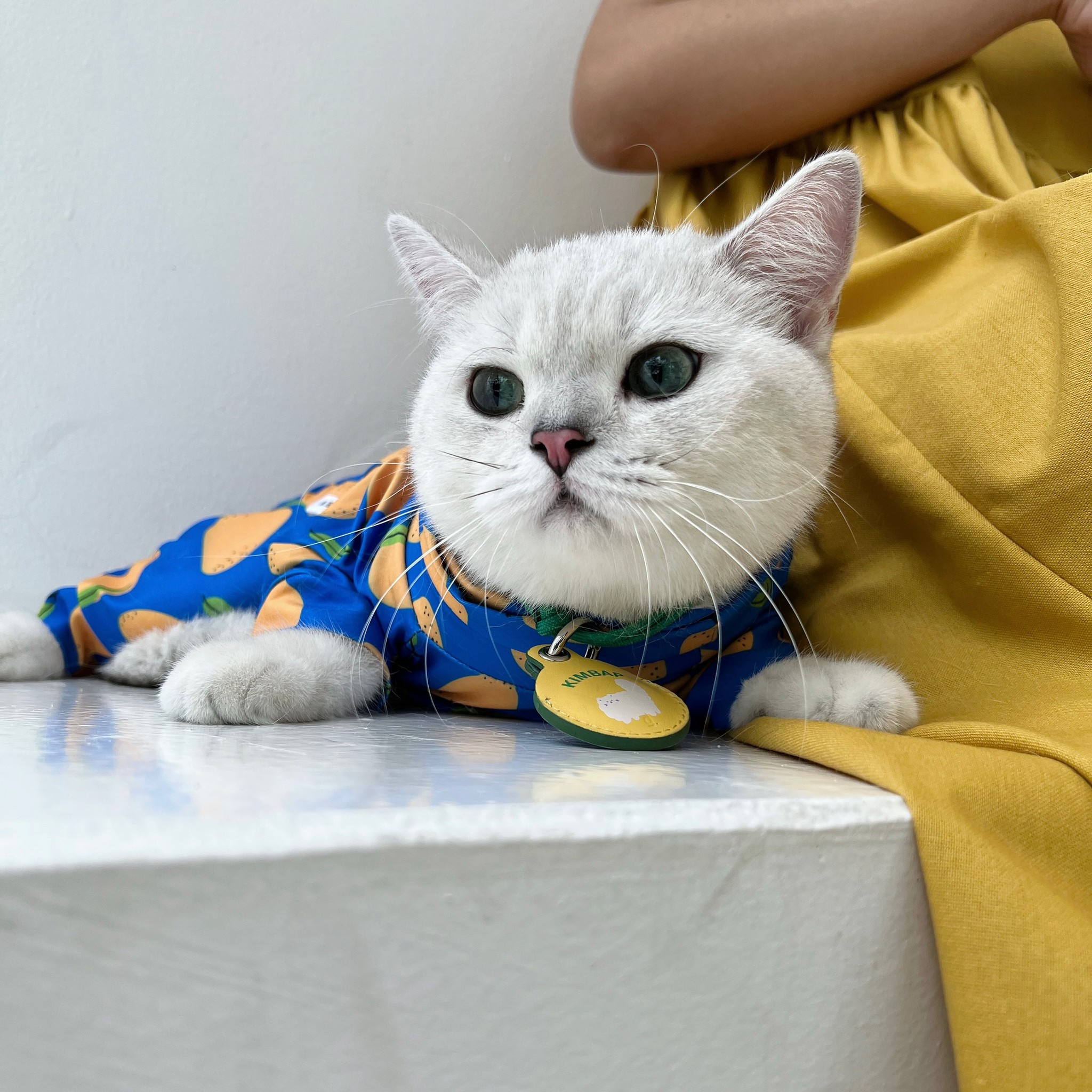 ชุดกันขนร่วงน้องแมว